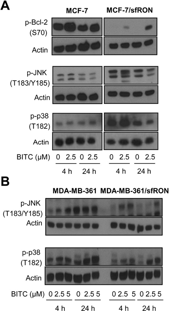 Fig 5