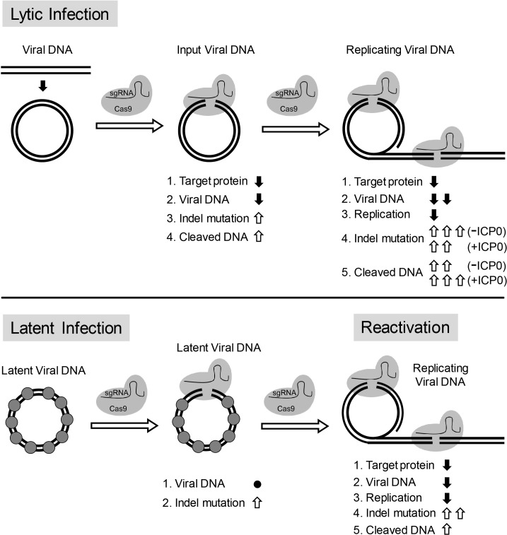 Figure 10.