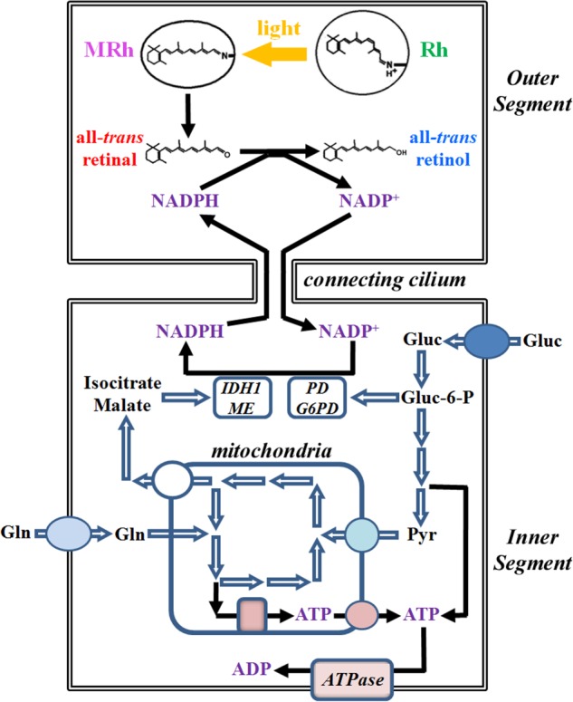 FIGURE 1.