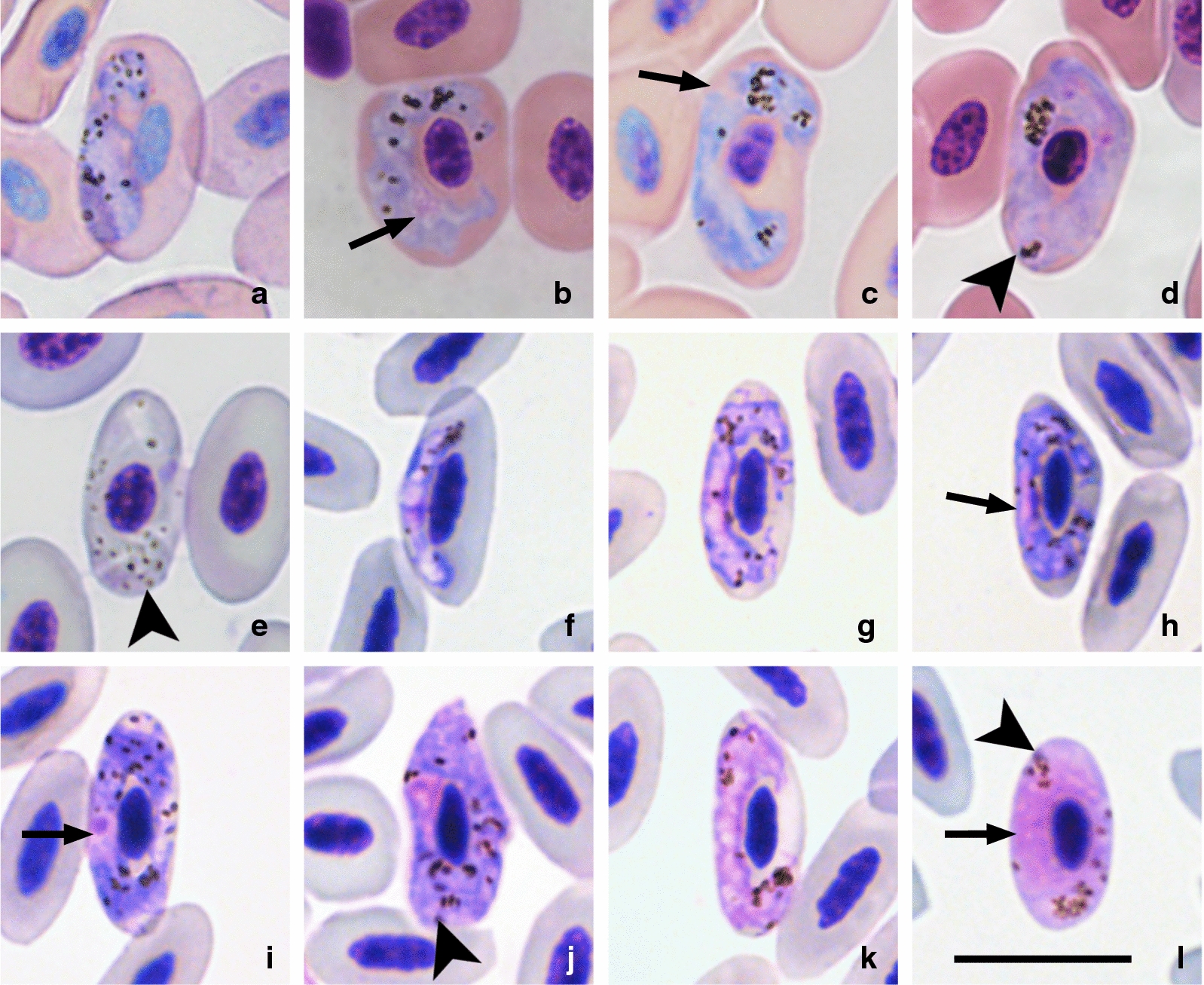 Fig. 2