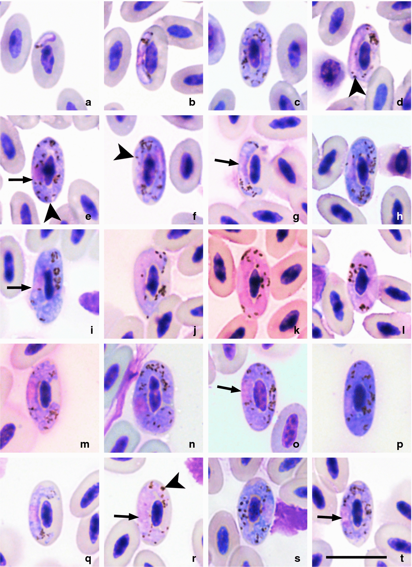 Fig. 3