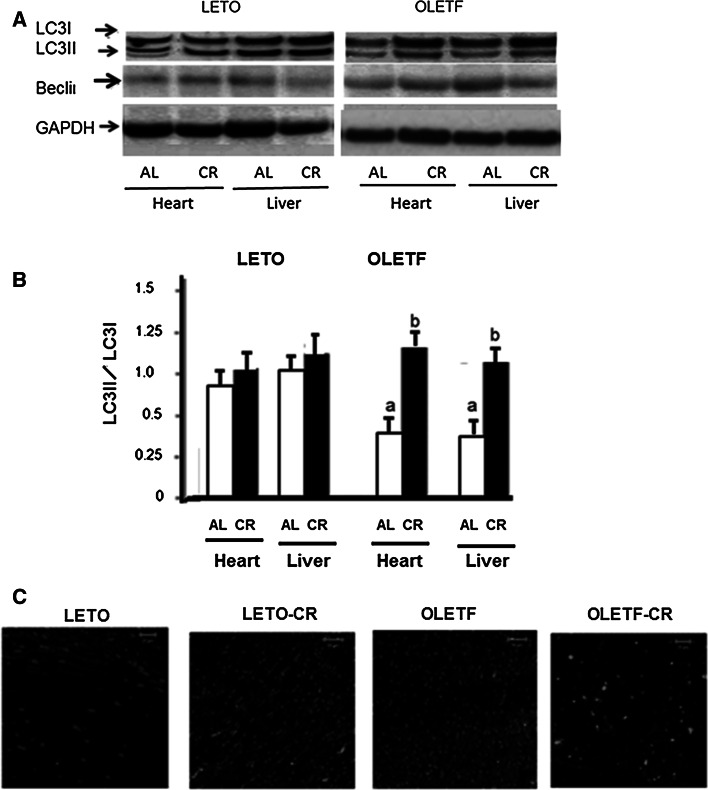 Fig. 7