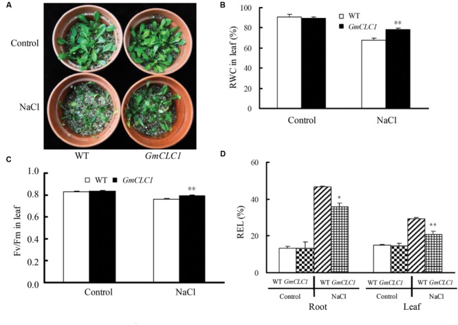 FIGURE 2