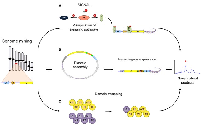 FIGURE 1