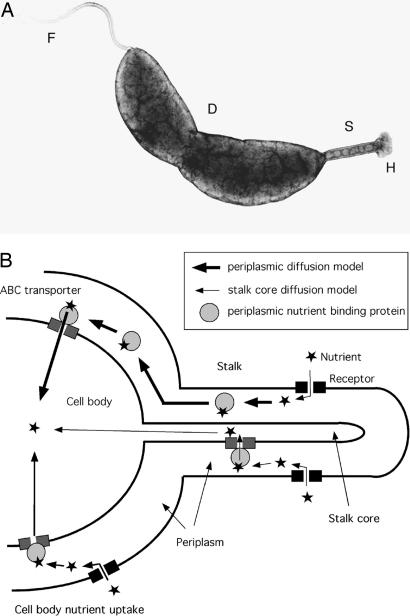 Fig. 1.