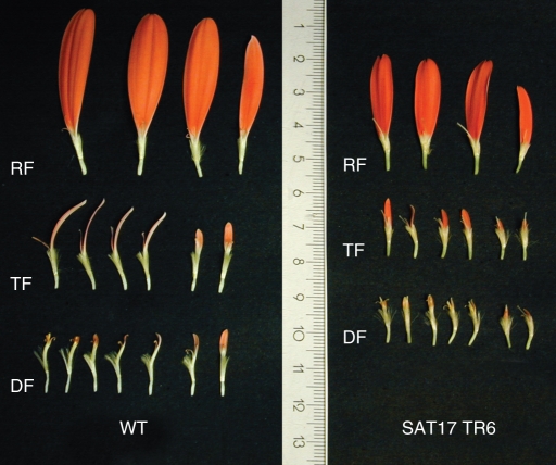 Fig. 5.