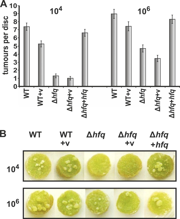 Fig 6