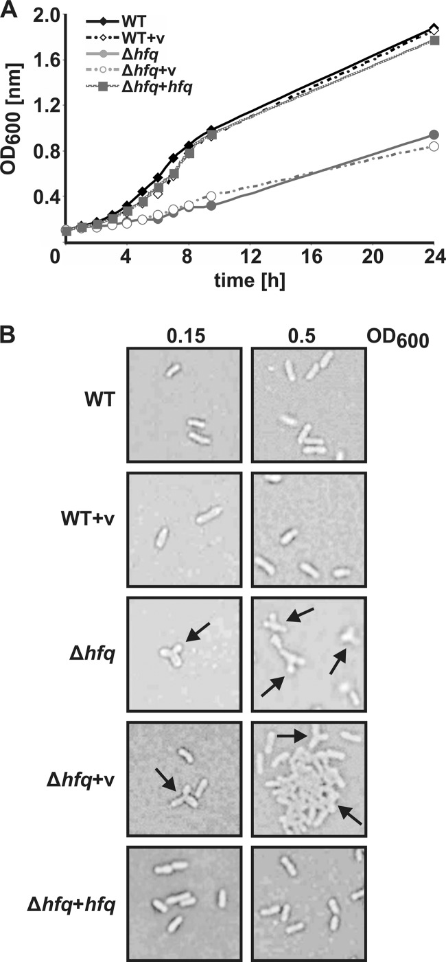 Fig 5