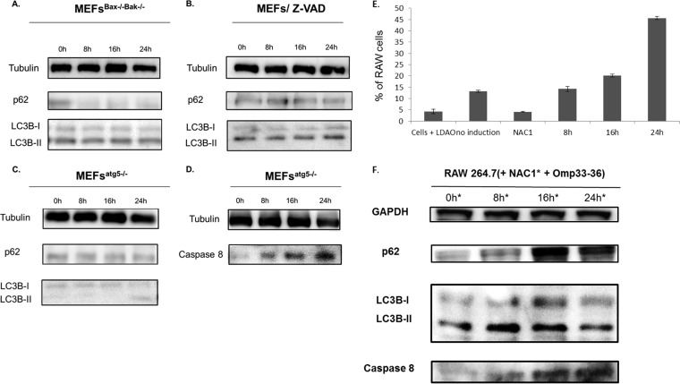 FIG 6