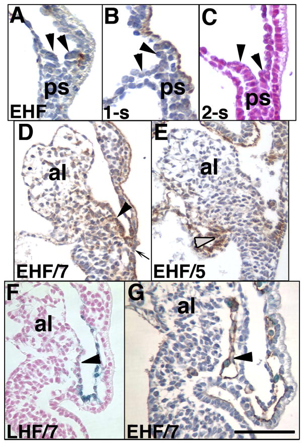 Fig. 11