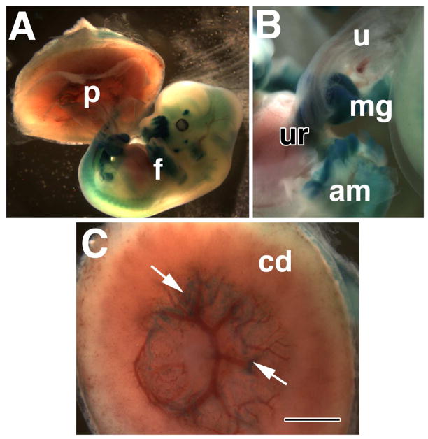 Fig. 7