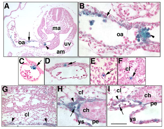 Fig. 10