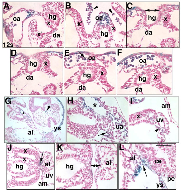 Fig. 9