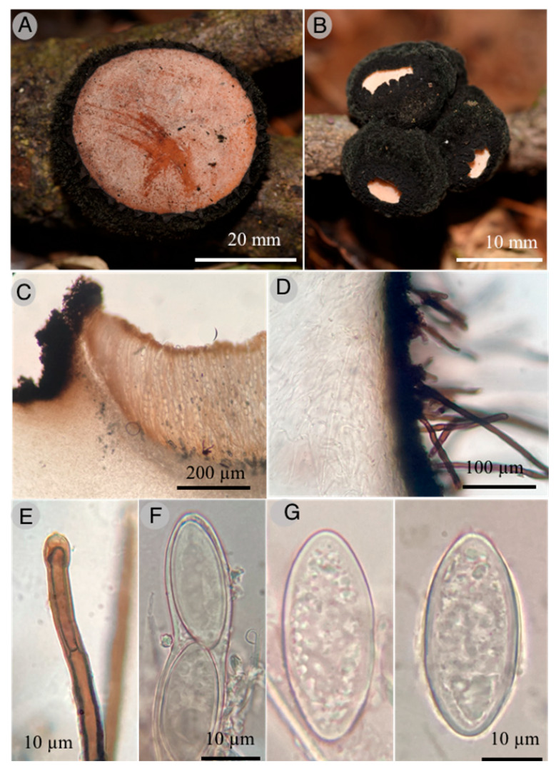 Figure 9