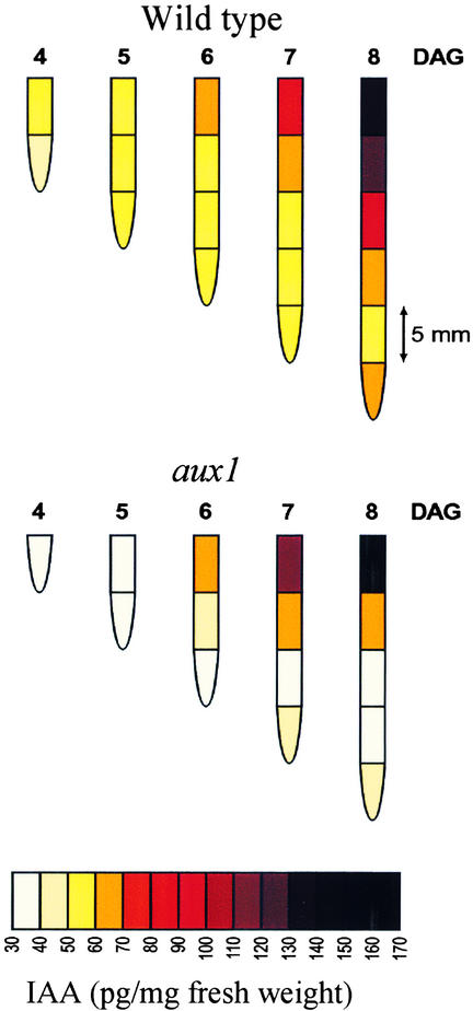 Figure 5.