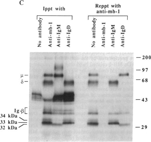 graphic file with name pnas01058-0481-c.jpg