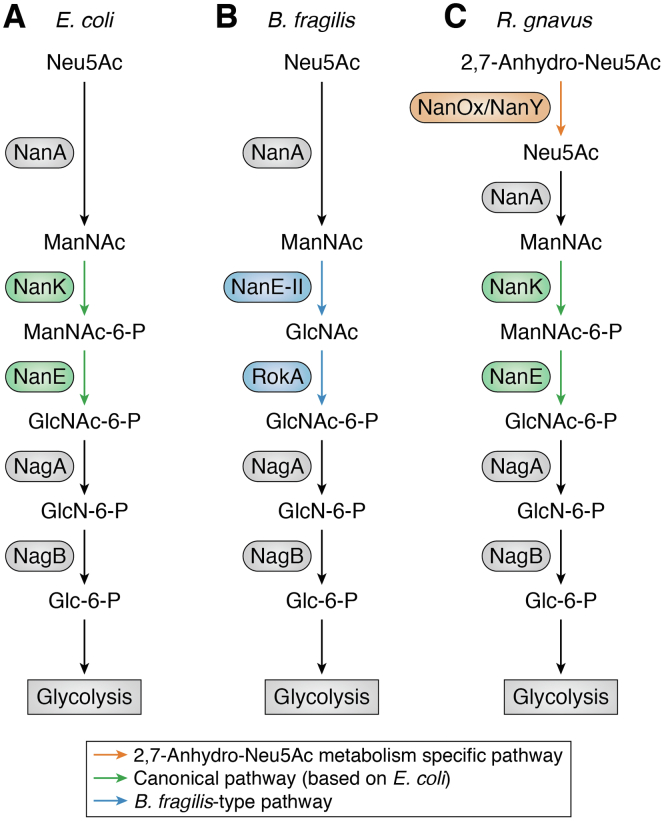 Figure 5