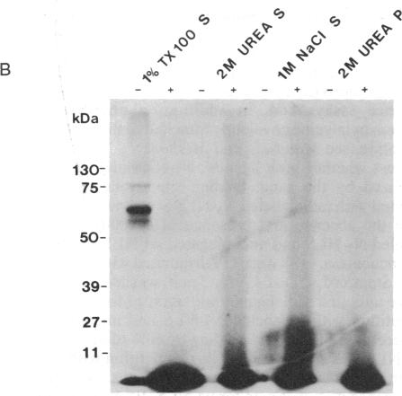 graphic file with name pnas00290-0288-a.jpg