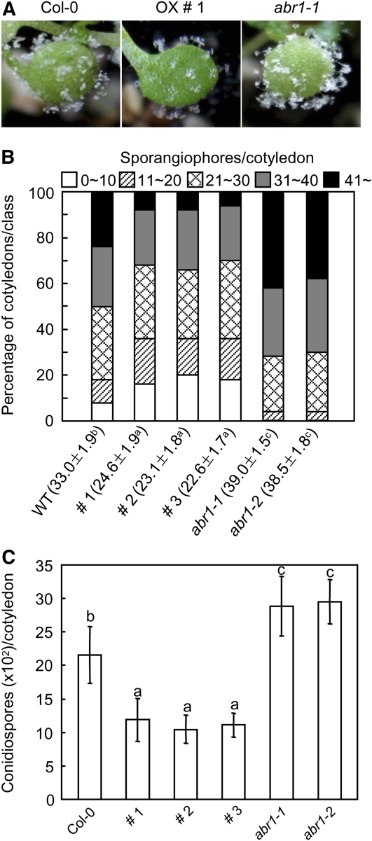 Figure 11.