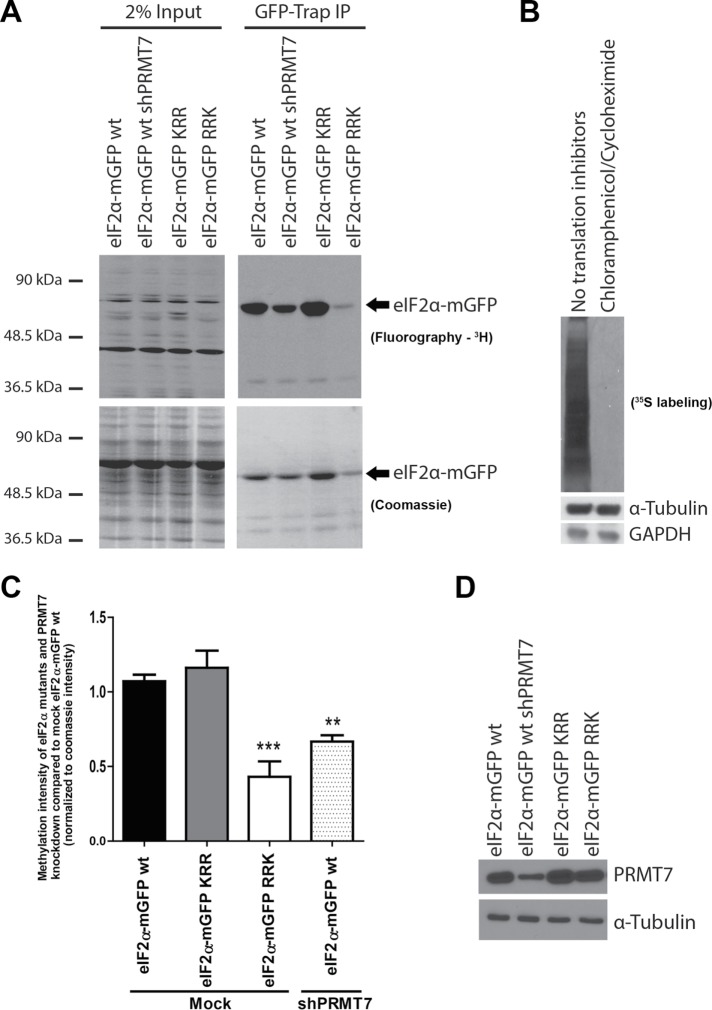 FIGURE 7: