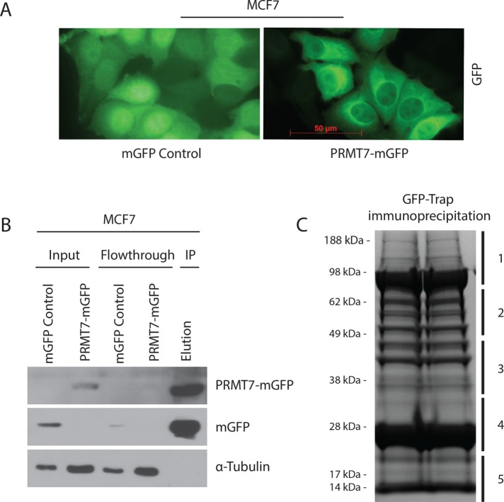 FIGURE 1: