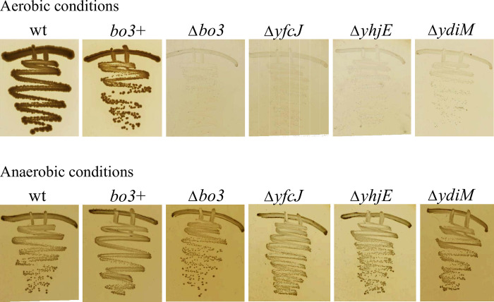 Fig 1