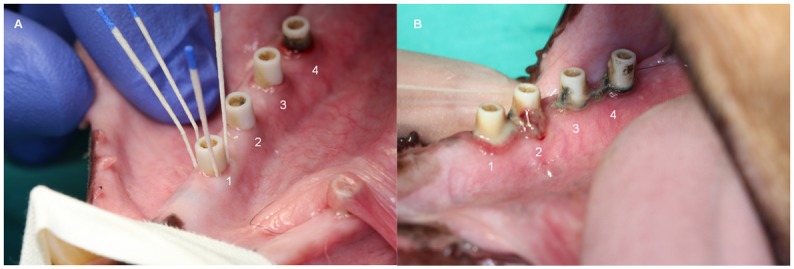 Fig 6