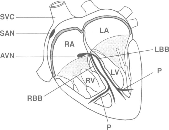 graphic file with name pnas01075-0116-a.jpg