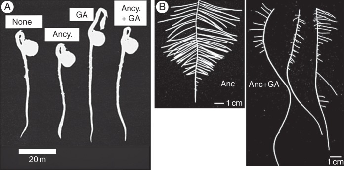 Fig. 7.