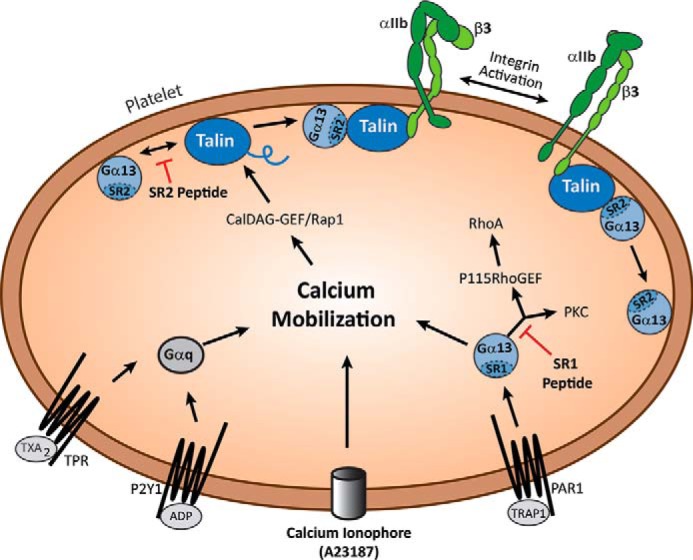 FIGURE 5.