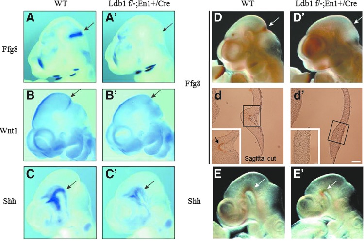 FIG. 2.