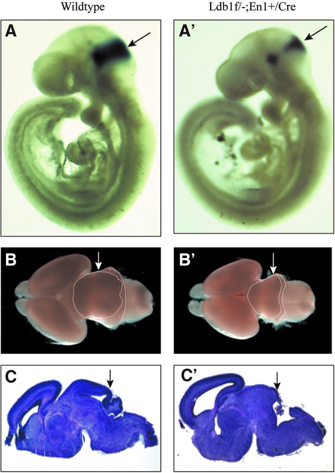 FIG. 1.