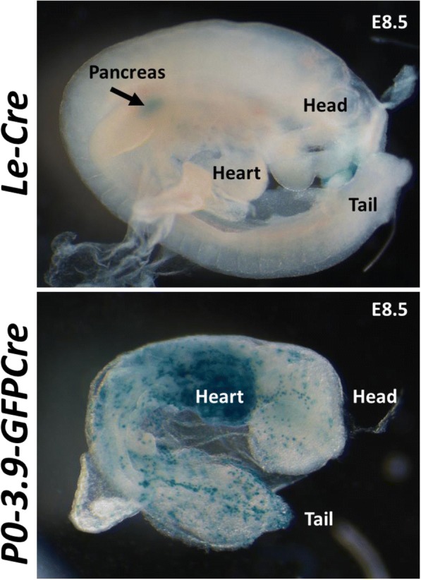 Fig. 5