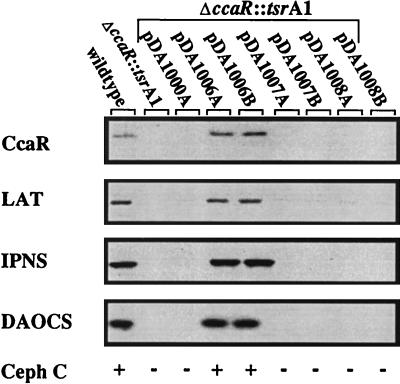 FIG. 5