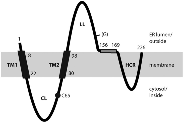 FIG 1