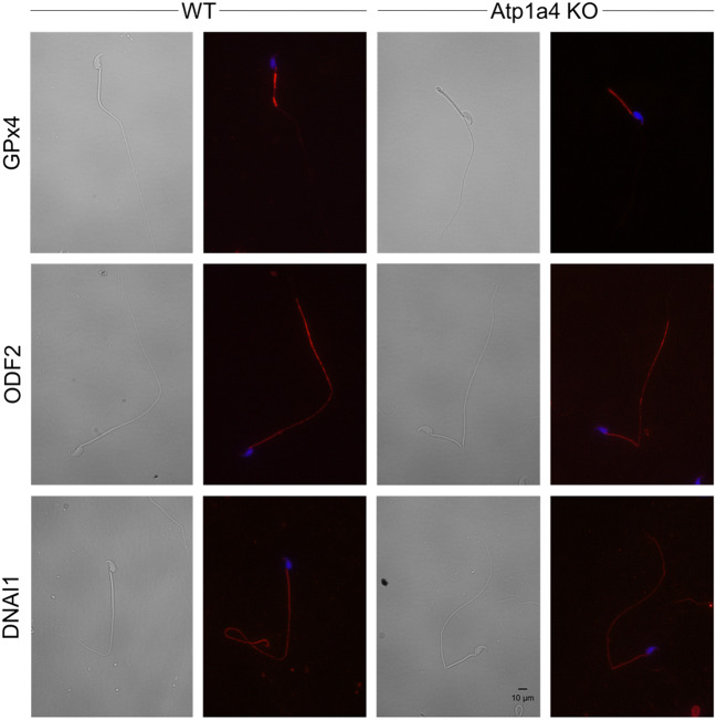 Fig. 8