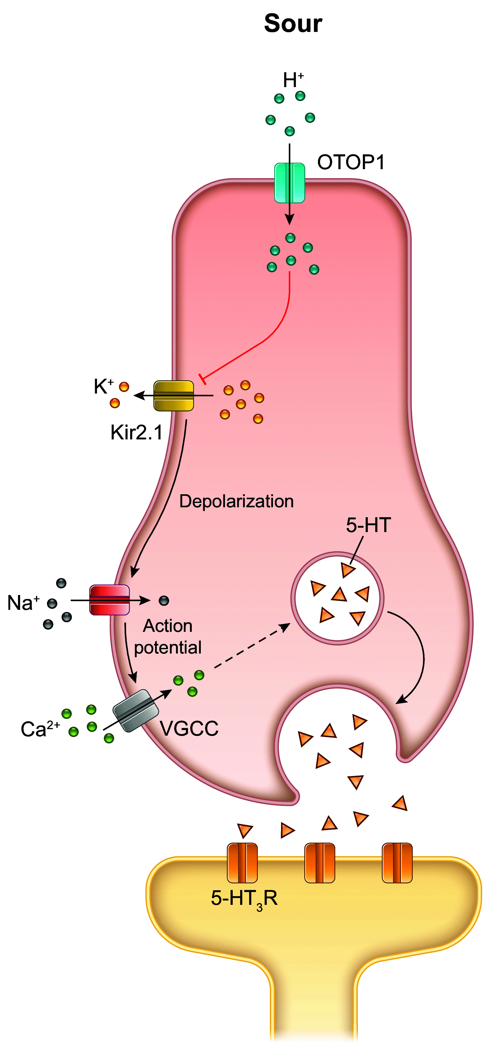 FIGURE 7.