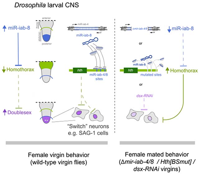 graphic file with name nihms-1722142-f0005.jpg