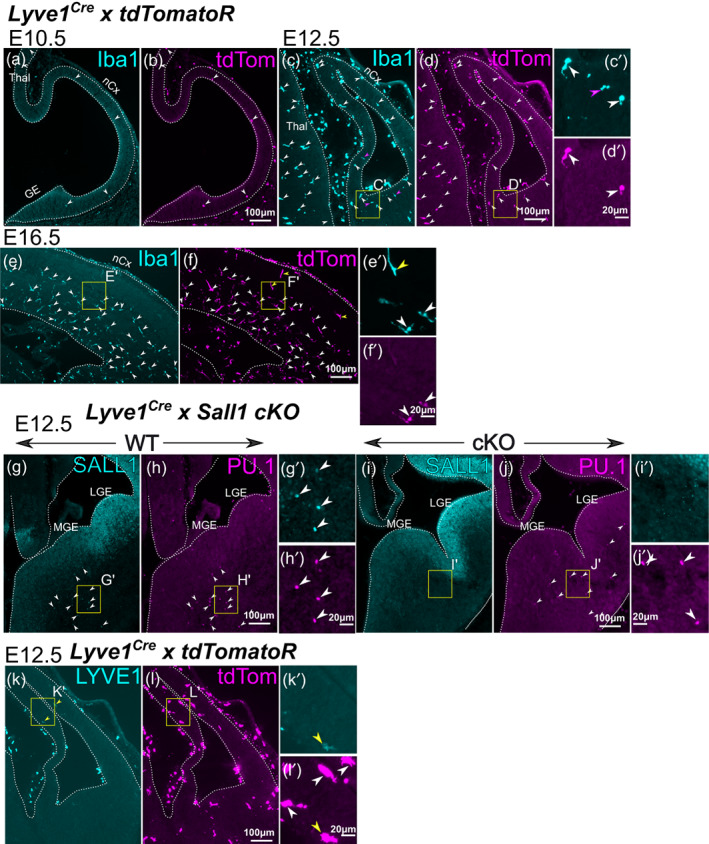 FIGURE 3