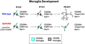 graphic file with name GLIA-70-1720-g002.jpg