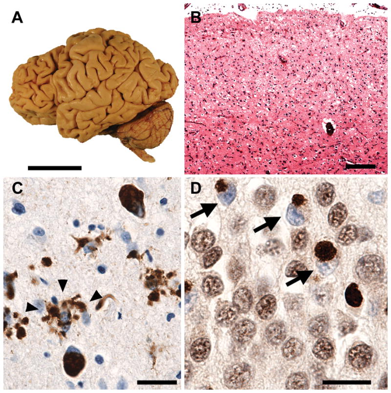 Fig. 3