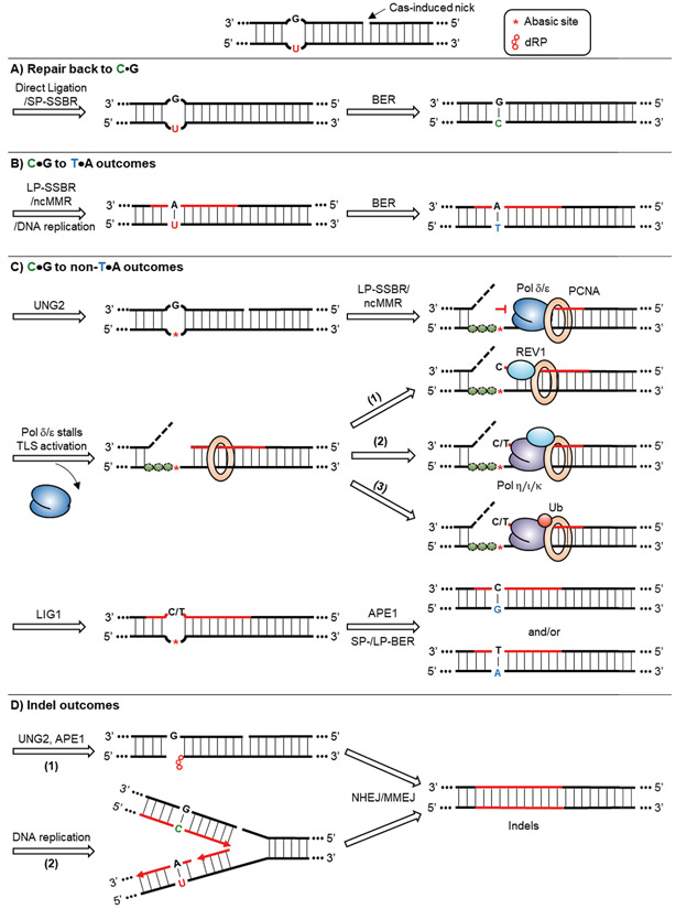 Figure 4: