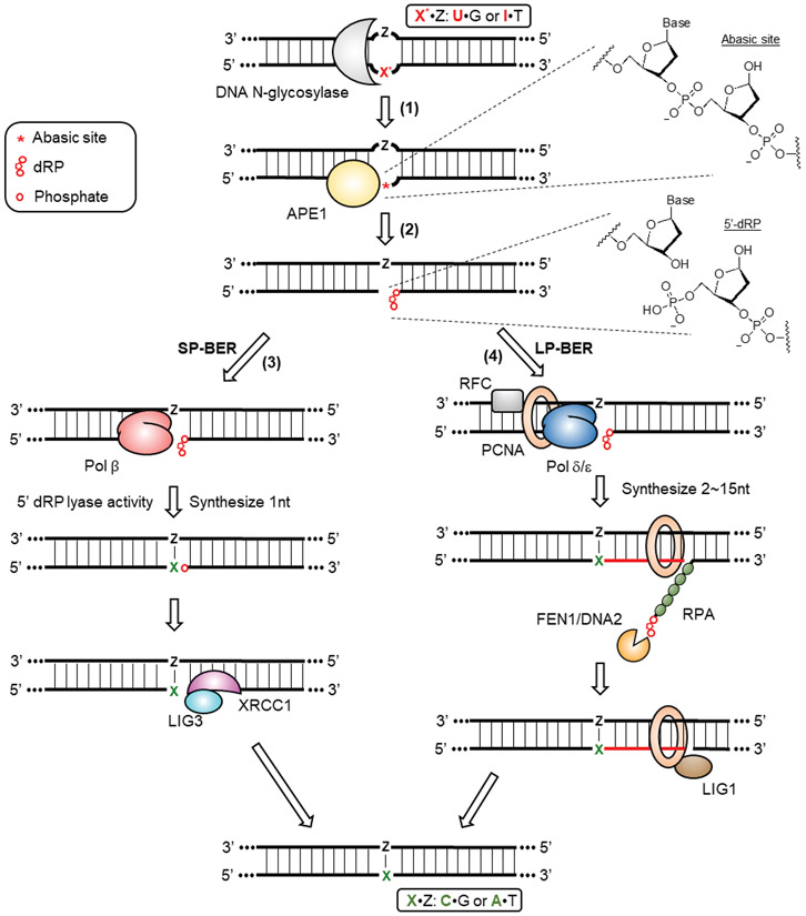 Figure 2: