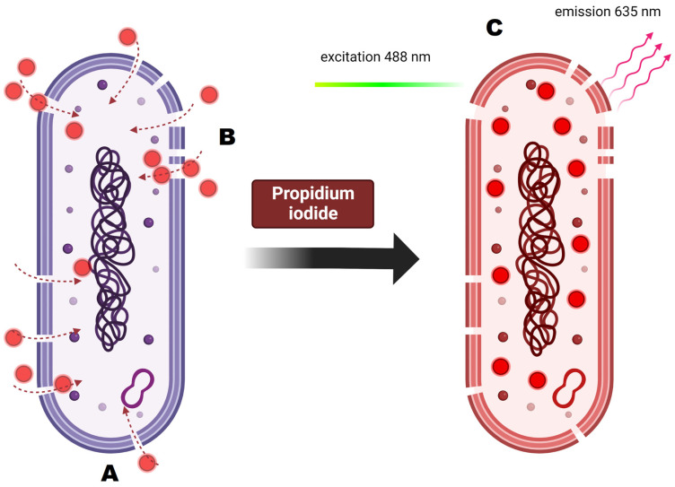 Figure 11