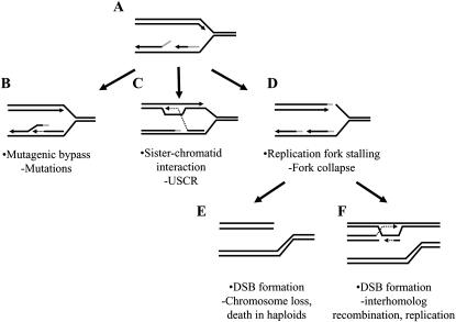 Figure 1.—