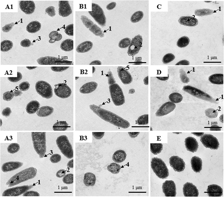 Fig. 10