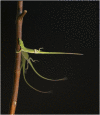 Fig. 1.