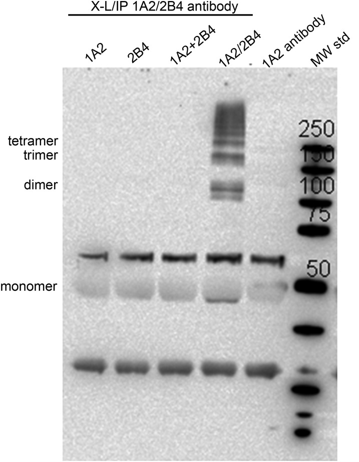 Fig. 10.