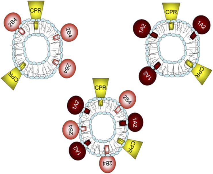 Fig. 7.