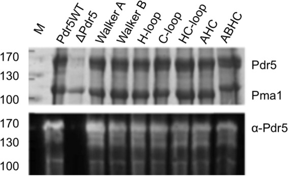 FIGURE 3.